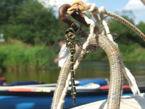 Příroda v detailu - Vážka na lodi