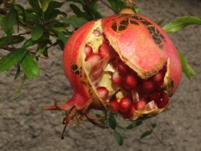 Jana Poláčková - Granátové jablíčko dozrálo