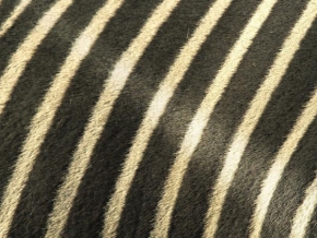 Příroda v detailu - Zebra
