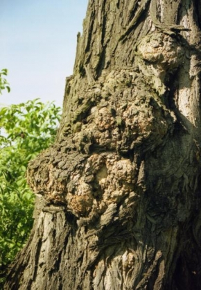 Alexandr Galbavý - Kmen stromu