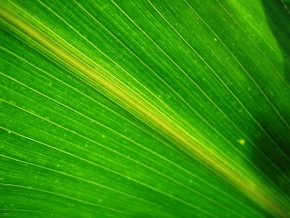 Příroda v detailu - List kukuřice