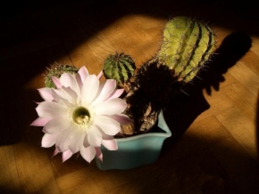 Příroda v detailu - Noční květ kaktusu