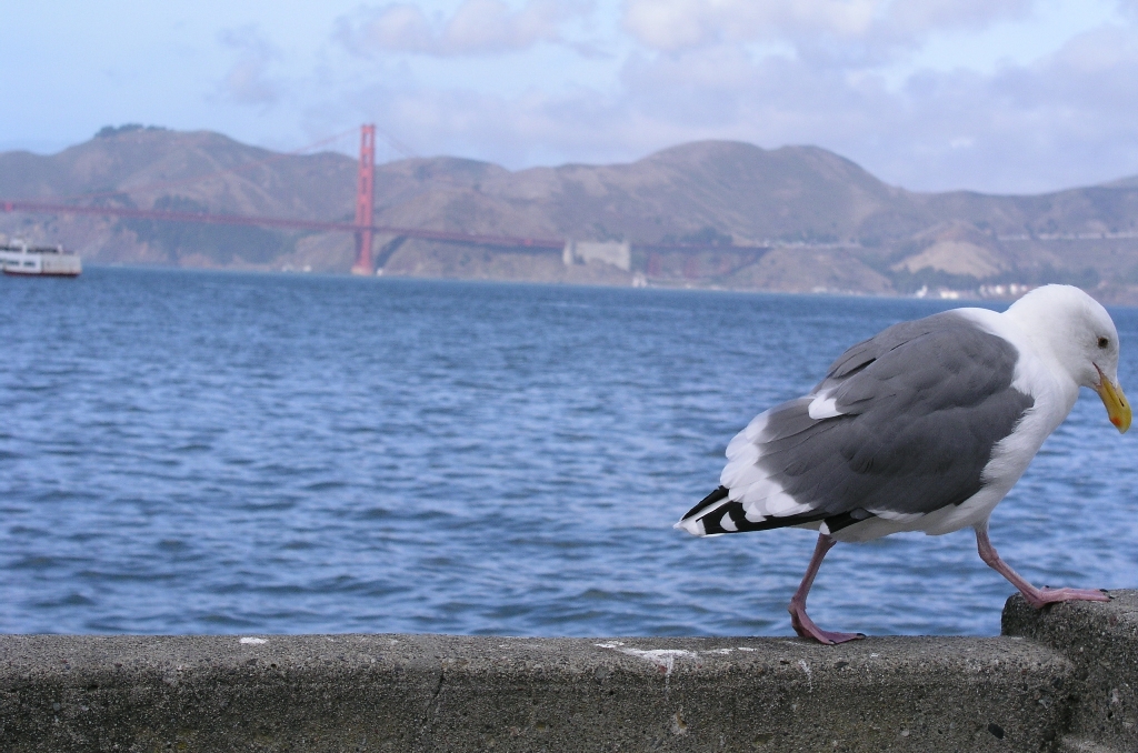 Golden Gate bird