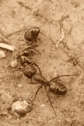 Příroda v detailu - Mravenci