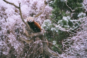 Kouzlení zimy - Ailurus fulgens