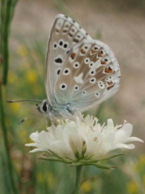 Příroda v detailu - Vnitřně krásný modrásek:)