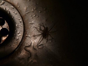 Příroda v detailu - Fotograf roku - Pavouk