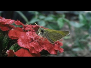 Příroda v detailu - Kytka a motýl