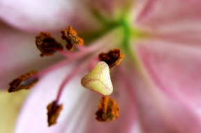 Příroda v detailu - Květina