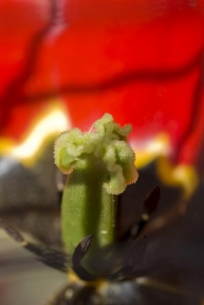 Příroda v detailu - Detail tulipánu