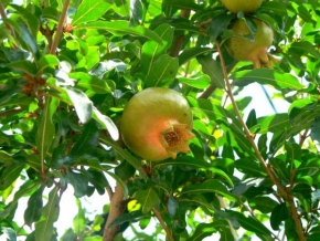 Příroda v detailu - Granátové Jablko
