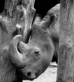 Příroda v detailu - Nosorožec