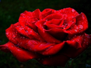 Příroda v detailu - Slzavá růže
