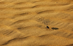 Příroda v detailu - Fotograf roku - V písku