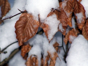 Kouzlení zimy - Listy pod peřinkou