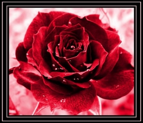 Markéta Novosadová - Růže