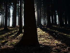 Světlo, stín a barva - Rozjasněný les