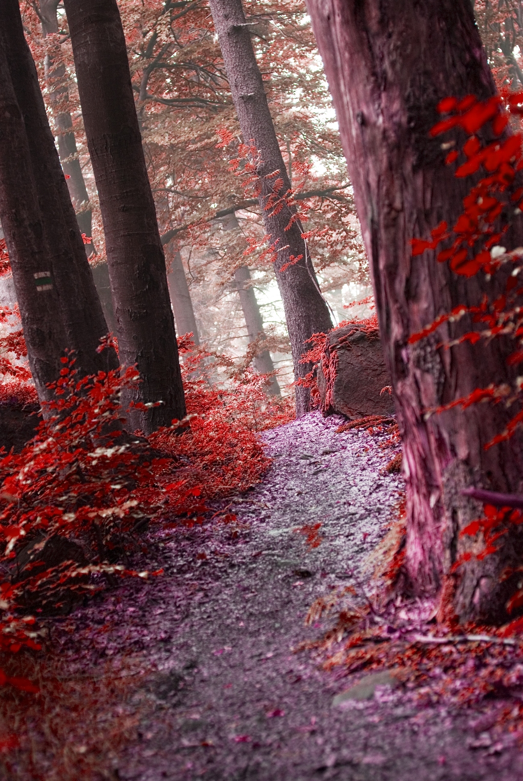 Barvy lesa -Hánova cesta