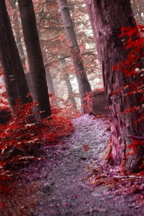 Světlo, stín a barva - Barvy lesa -Hánova cesta