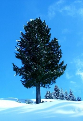 Kristýna Salačová - Strom