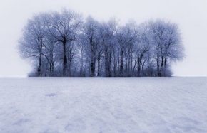 Kouzlení zimy - Stromy II