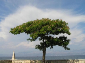 Kateřina Hajnová - Strom v daleké cizině
