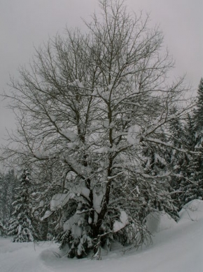 Kouzlení zimy - Strom 2