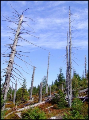 Stromy - V Jizerkách