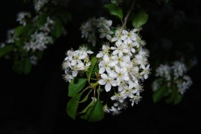 Půvaby květin - Bílé ve tmě