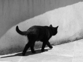 Iva Ullrichová - Le chat noir