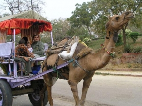 Úlovky z dovolené - Doprava v Indii