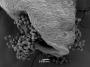 Věra Zedníková -Pylová zrna v elektronovém mikroskopu