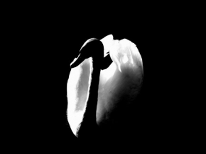Černobíle… - Bílá labuť