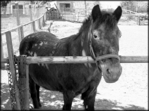 Černobíle… - Kůň ve výběhu