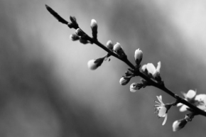 Černobíle… - Sen o jaru