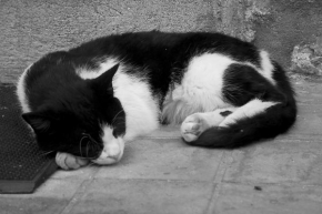 Černobíle… - Sleeping Cat