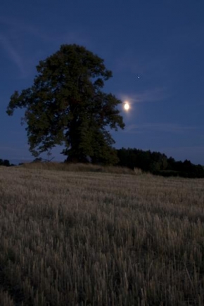 Po setmění - Měsiční strom