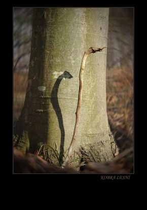 Stromy - Fotograf roku - Kobra lesní