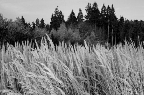 Černobíle… - Na kraji lesa