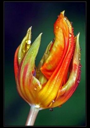 Půvaby květin - Fotograf roku - kreativita - Tulipán