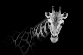Černobíle… - Žirafa