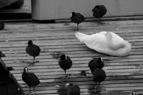 Černobíle… - Labutí jezero