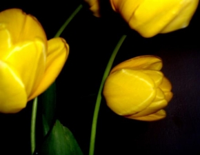 Půvaby květin - Tulipány v noci