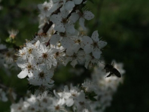 Půvaby květin - Včela