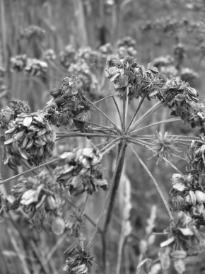 Černobíle… - Podzimní květ