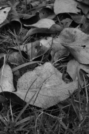 Černobíle… - Podzim