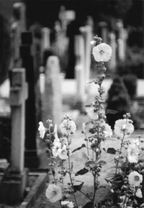 Černobíle… - Hřbitovní kvítí