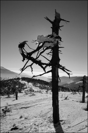 Kouzlení zimy - Starý strom