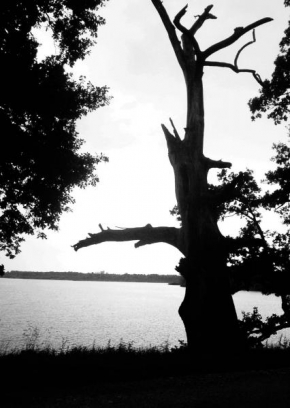 Černobíle… - Strom u Rožmberku