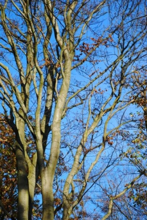 Stromy - Podzim